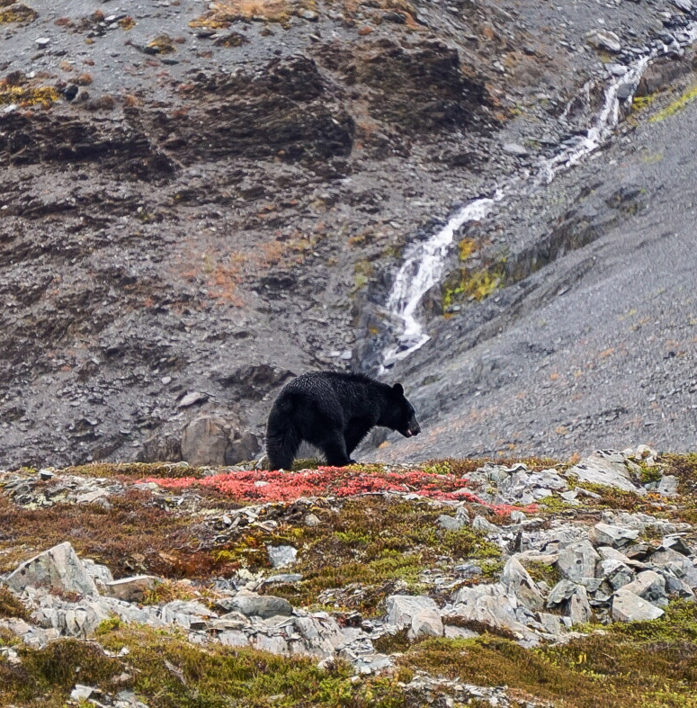 black bear in front of waterfall