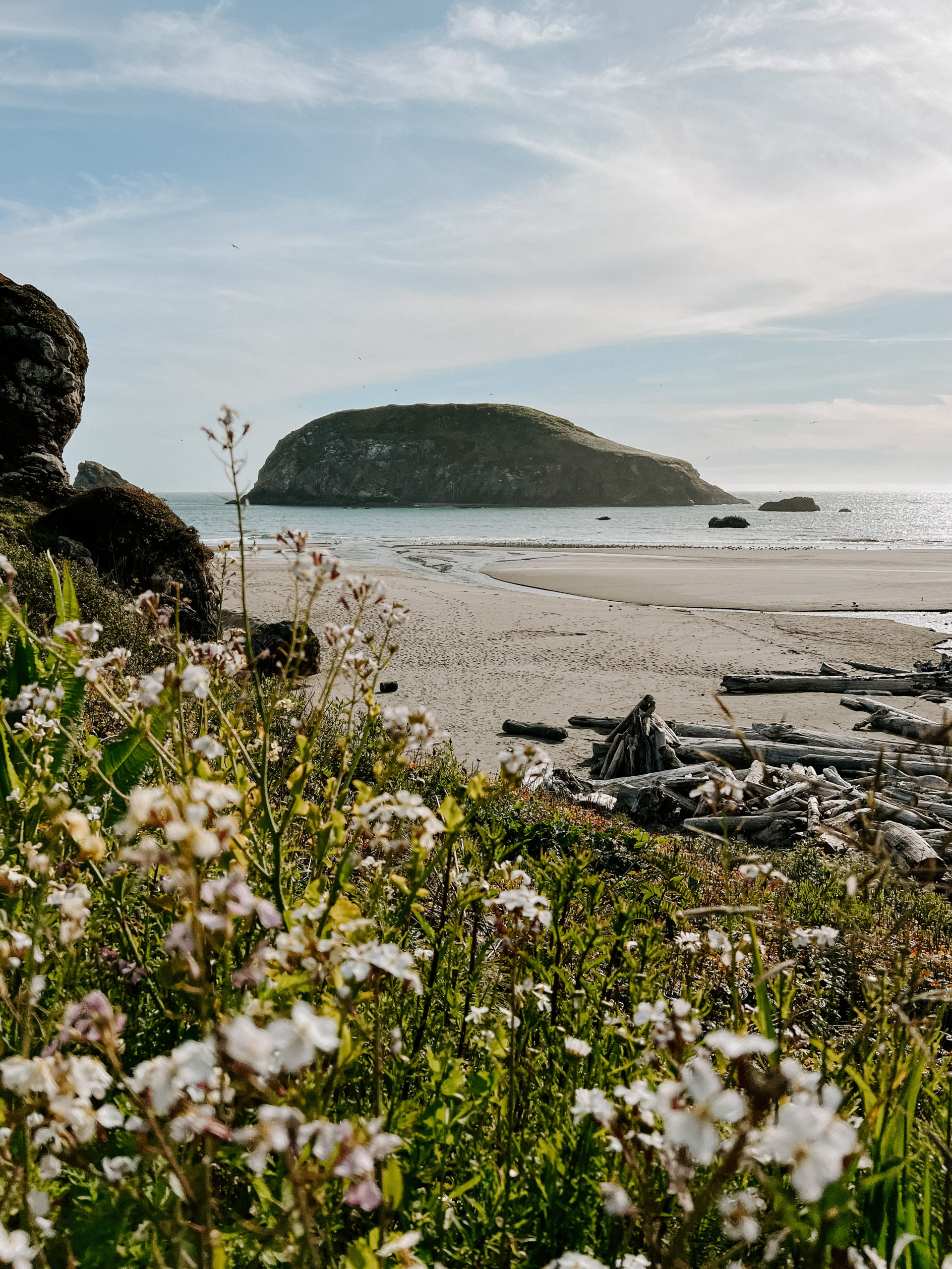 beach with wildflowers in southern oregon coast