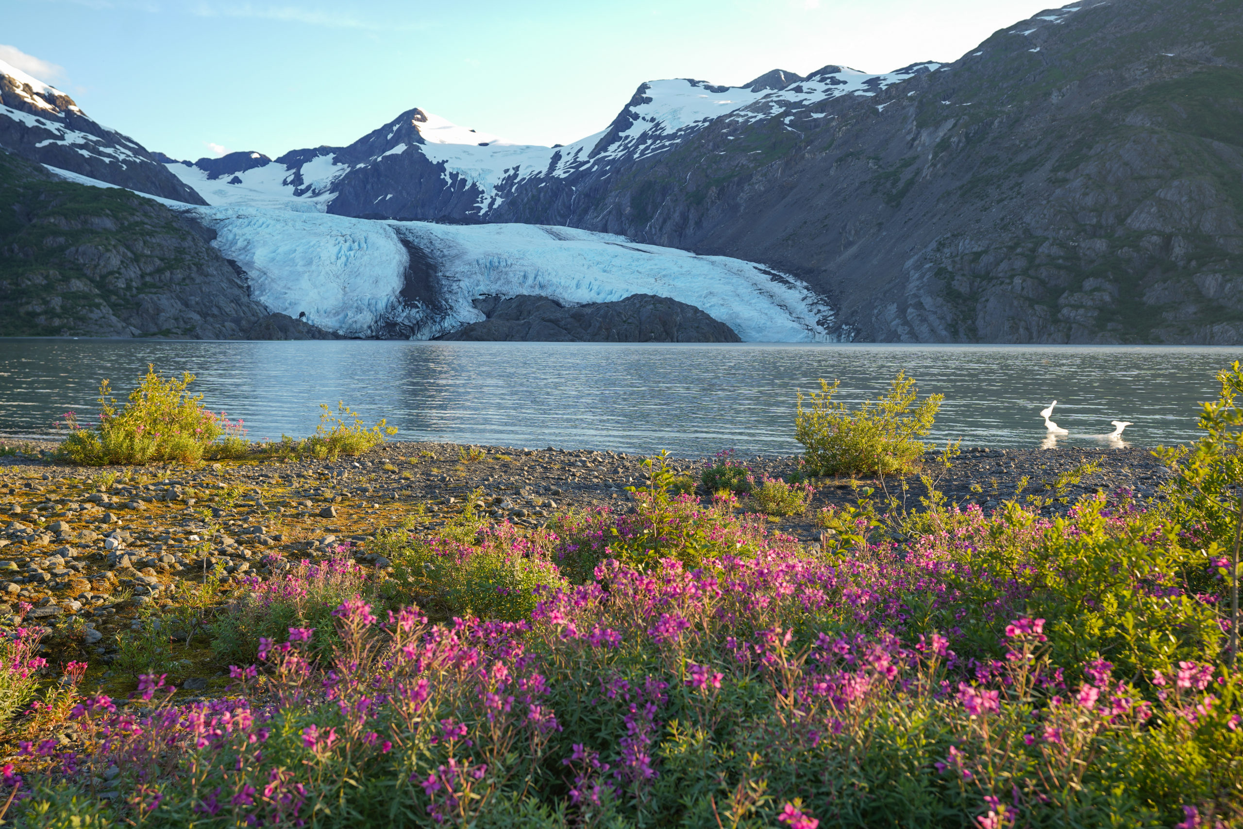 glacier fed lake with wildflowers in Alaska