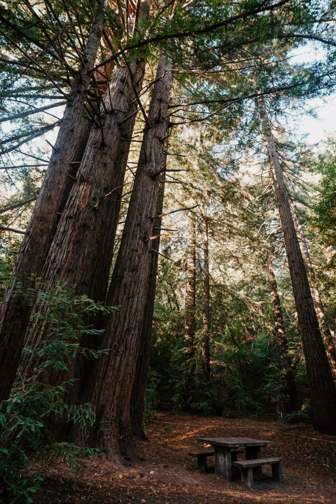 redwoods in big sur california