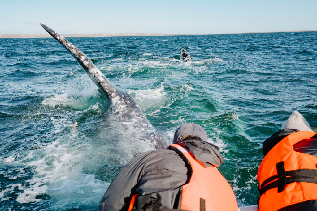 Grey whale in Baja California