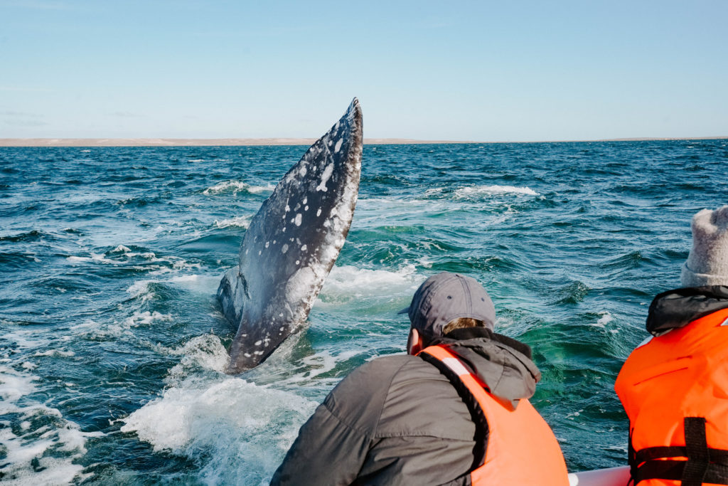 Whale Watching Baja California