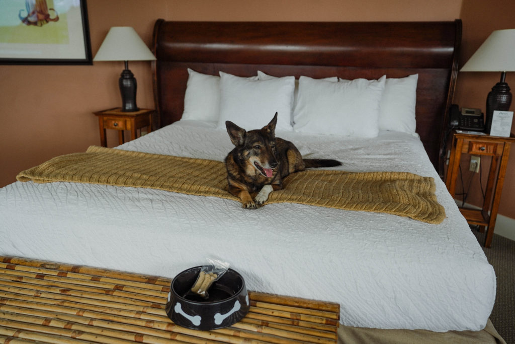 dog on hotel bed in Mendocino