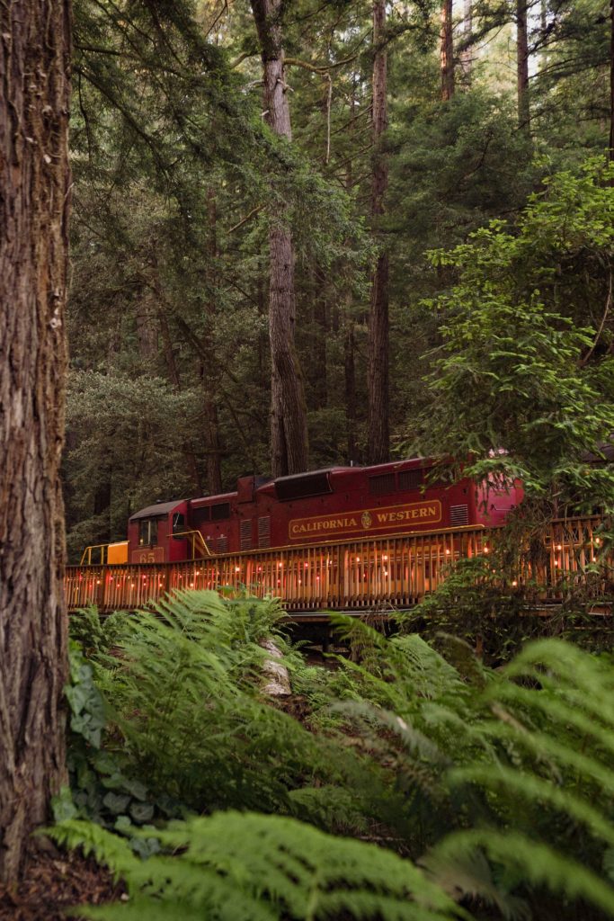 Red train surrounded by redwood forest