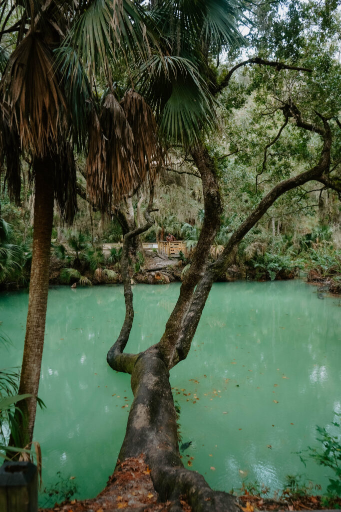 Natural spring surrounded by trees and emerald green water