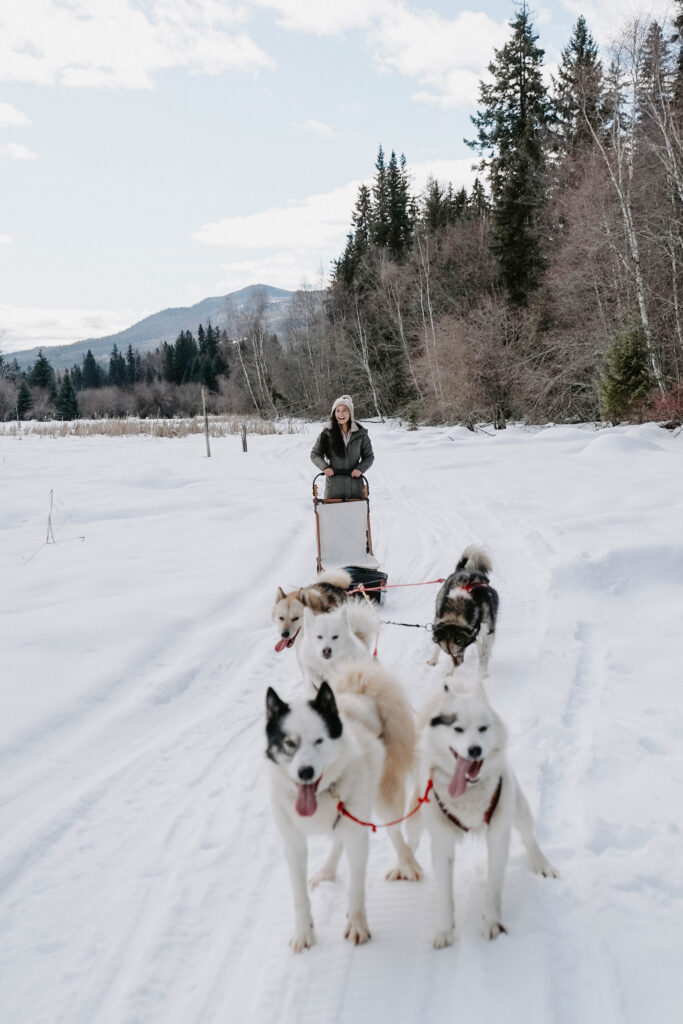 sled dogs with snowy mountains in the background