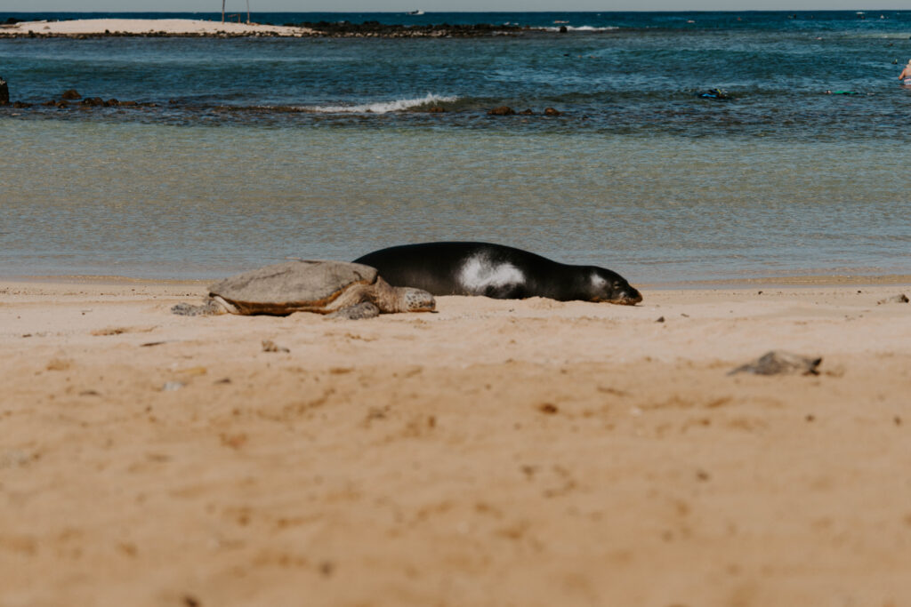 Turtle and monk seal on Poipu Beach