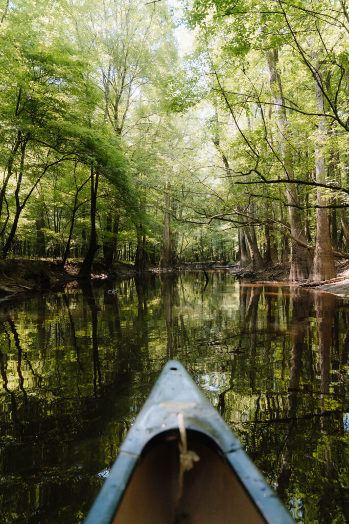 kayak in between Cypress Trees in a swamp in Congaree National Park