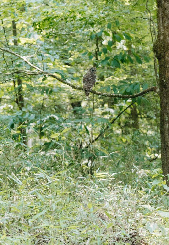 a barred owl perched on a tree