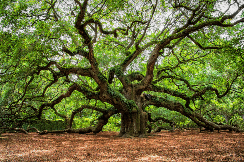 south carolina charleston gigantic angel oak tree