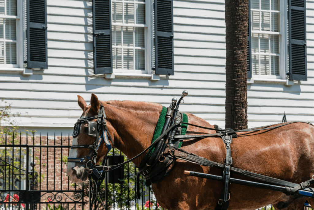 south carolina charleston horse drawn carriage