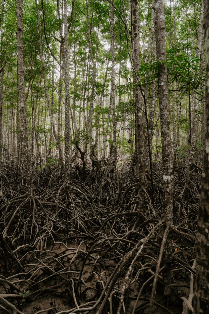 Mangrove El Nido