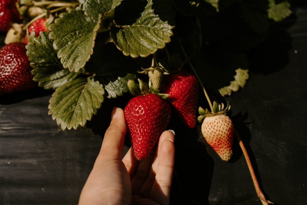 Strawberry picking in Oceanside