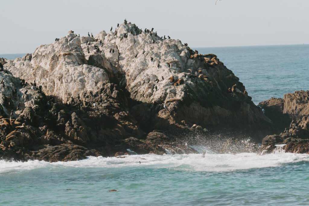 Rock with wildlife in Point Lobos