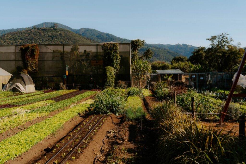 Caoba Farms Antigua, Guatemala