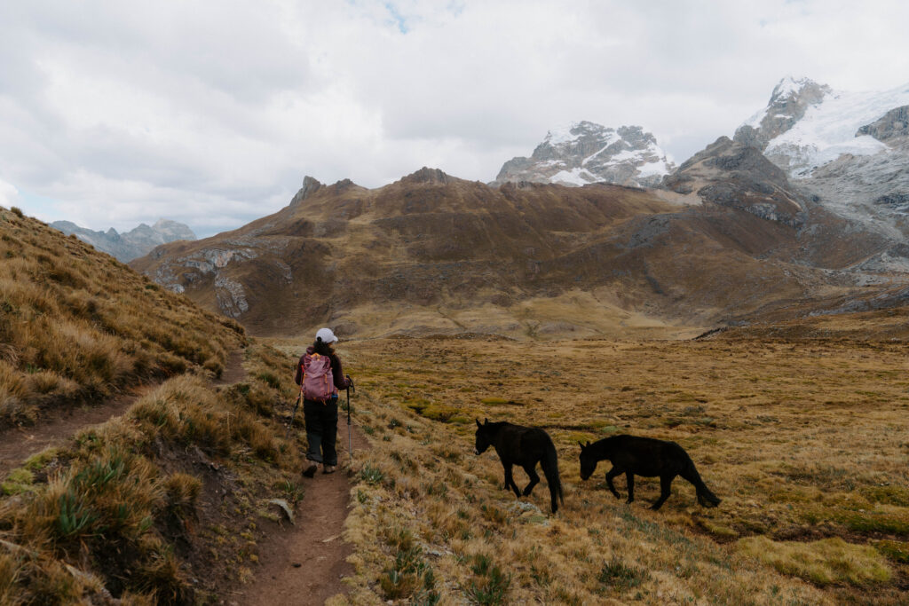 hiking with the burros on the Cordillera Huayhuash